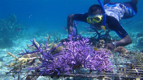 Coral Reef Conservation Efforts in the Maldives