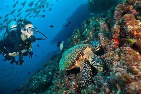 Scuba Diving Competitions: Explore the Depths of the Maldives