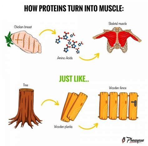 The Role of Protein in Muscle Building and Repair