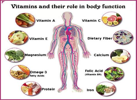 The Role of Vitamins and Minerals in Physical Health