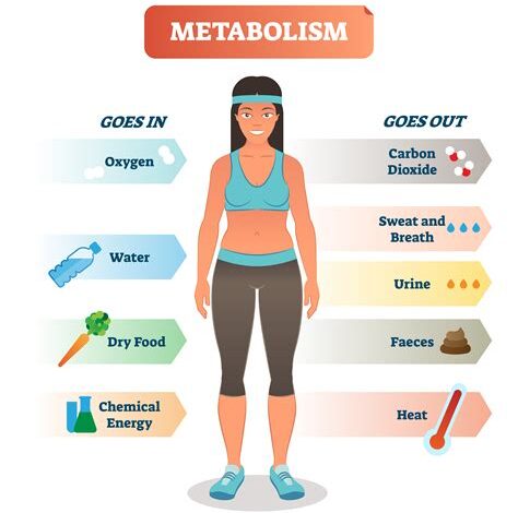 Understanding Metabolism and How to Boost It